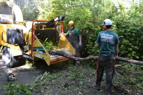 tree services Orangeville